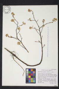 Amelanchier spicata image