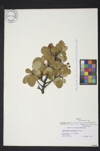 Amelanchier sanguinea image