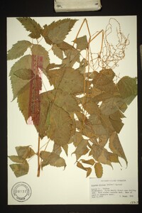 Aruncus dioicus image