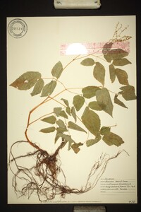 Aruncus dioicus image