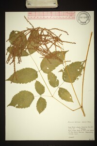 Aruncus dioicus image