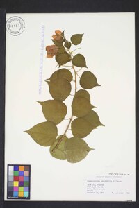 Bougainvillea spectabilis image