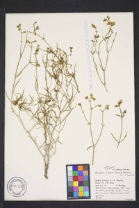 Mirabilis linearis image