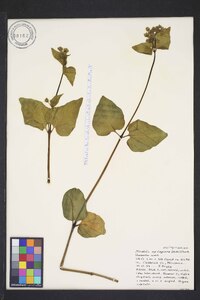 Mirabilis nyctaginea image