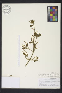 Phoradendron leucarpum subsp. tomentosum image