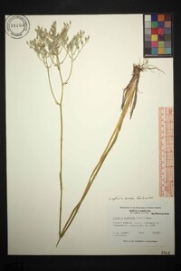 Lophiola aurea image