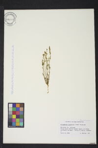 Oligomeris linifolia image