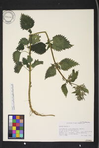 Urtica dioica image