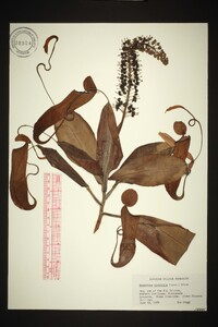 Nepenthes mirabilis image