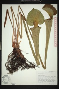 Sarracenia flava image