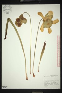 Sarracenia flava image