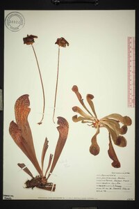 Sarracenia psittacina image