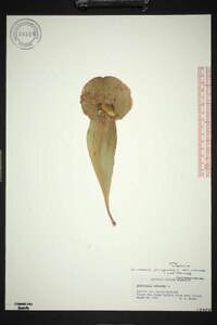 Sarracenia purpurea image