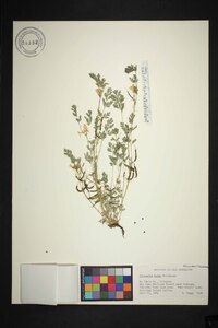 Corydalis aurea image