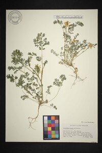 Corydalis aurea image