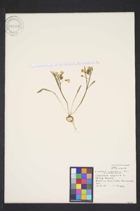 Claytonia virginica var. acutiflora image