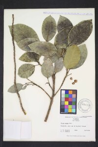 Ficus aurea image