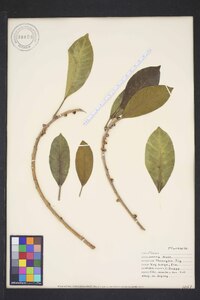 Ficus aurea image