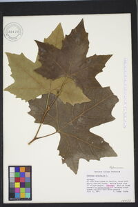 Platanus orientalis image