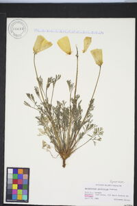 Eschscholzia californica image