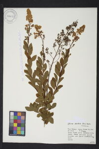 Spiraea latifolia image