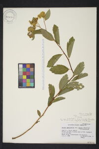 Spiraea betulifolia subsp. lucida image