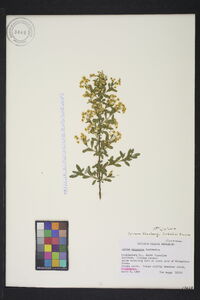 Spiraea thunbergii image