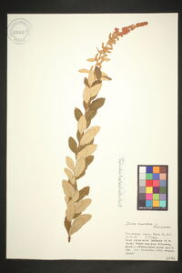 Spiraea tomentosa image