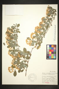 Spiraea × vanhouttei image