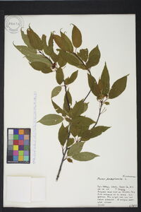 Prunus pensylvanica image