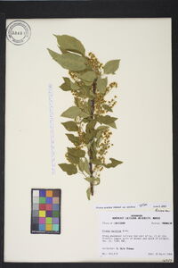 Prunus serotina var. serotina image