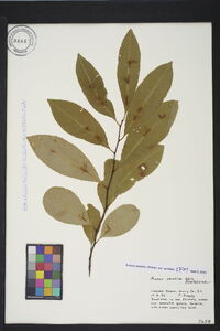 Prunus serotina var. serotina image