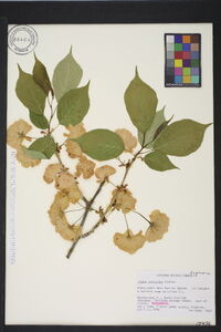 Prunus serrulata image