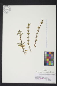 Media resource of Amygdalus triloba