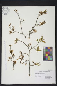 Prunus umbellata image