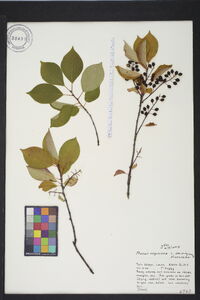 Prunus virginiana var. virginiana image