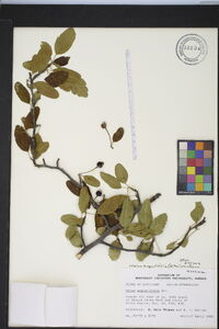 Malus angustifolia image