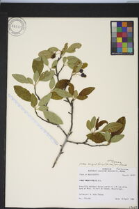 Malus angustifolia image