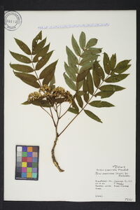 Sorbus americana image