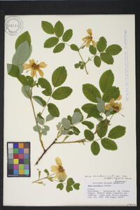 Rosa acicularis image