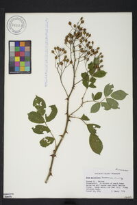 Rosa multiflora image