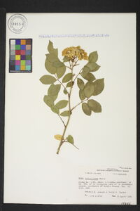 Rosa x noisettiana image