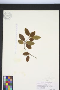 Pittosporum tenuifolium image