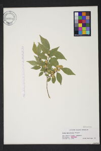 Ulmus parvifolia image