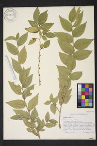 Ulmus pumila image