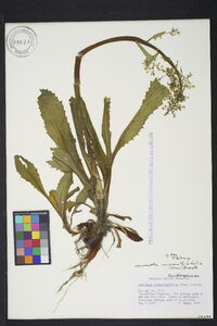 Micranthes micranthidifolia image