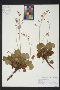 Heuchera rubescens image