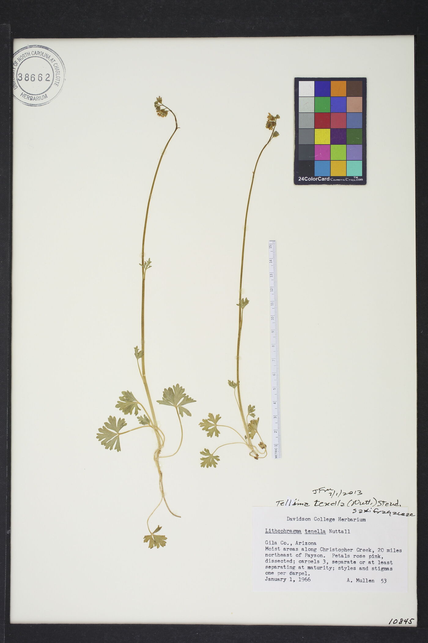 Tellima tenella image