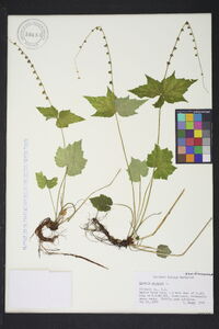 Mitella diphylla image