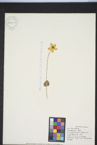 Parnassia glauca image